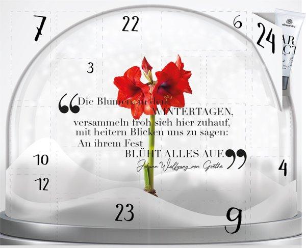 Arctic calendario dell'avvento
