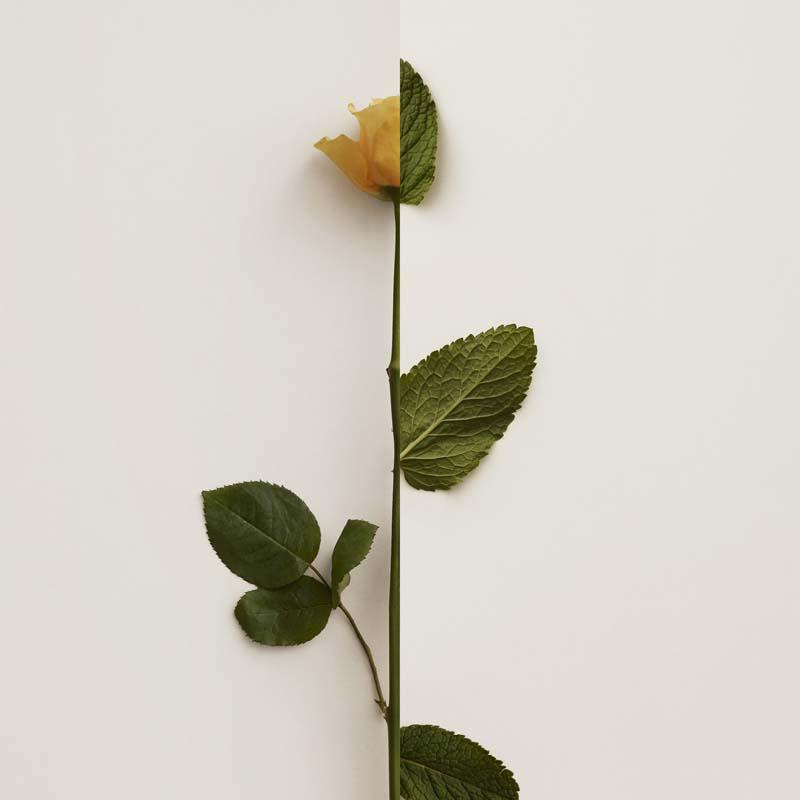 My burberry black eau de parfum