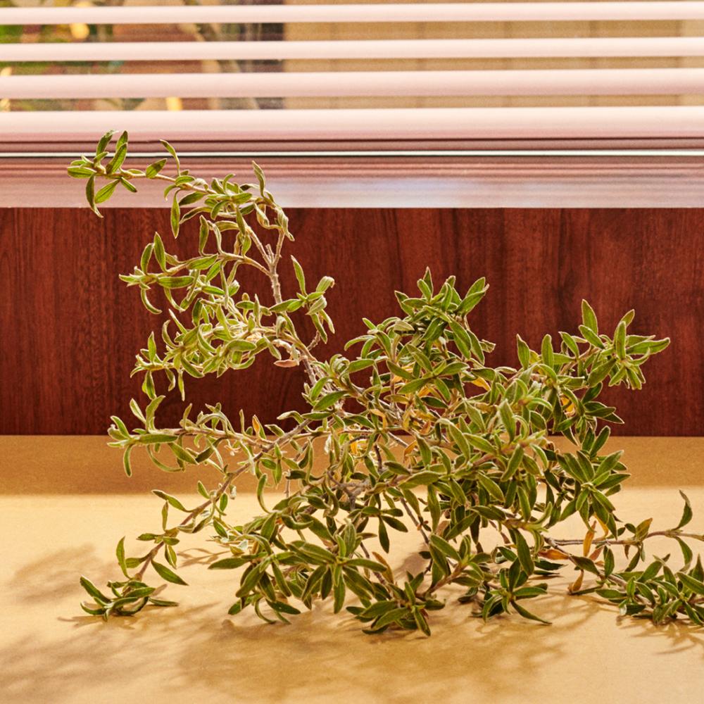 Gucci guilty parfum pour homme