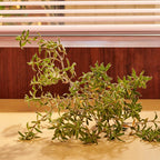 Gucci guilty parfum pour homme