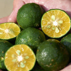 Waso shikulime gel-to-oil cleanser