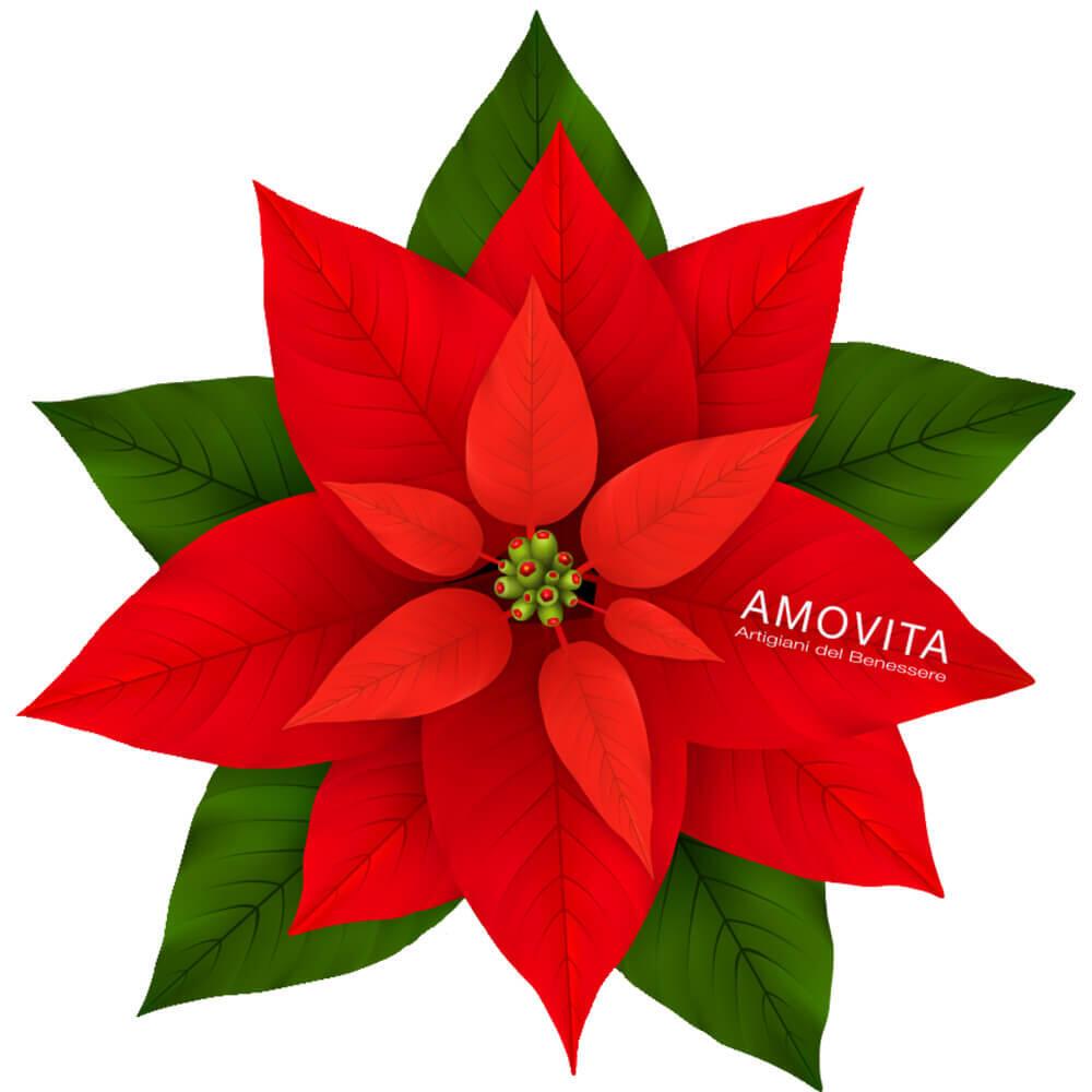 Veravita stella di natale cofanetto